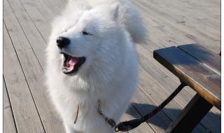 韩剧露露公主国语版 韩剧露露公主国语版